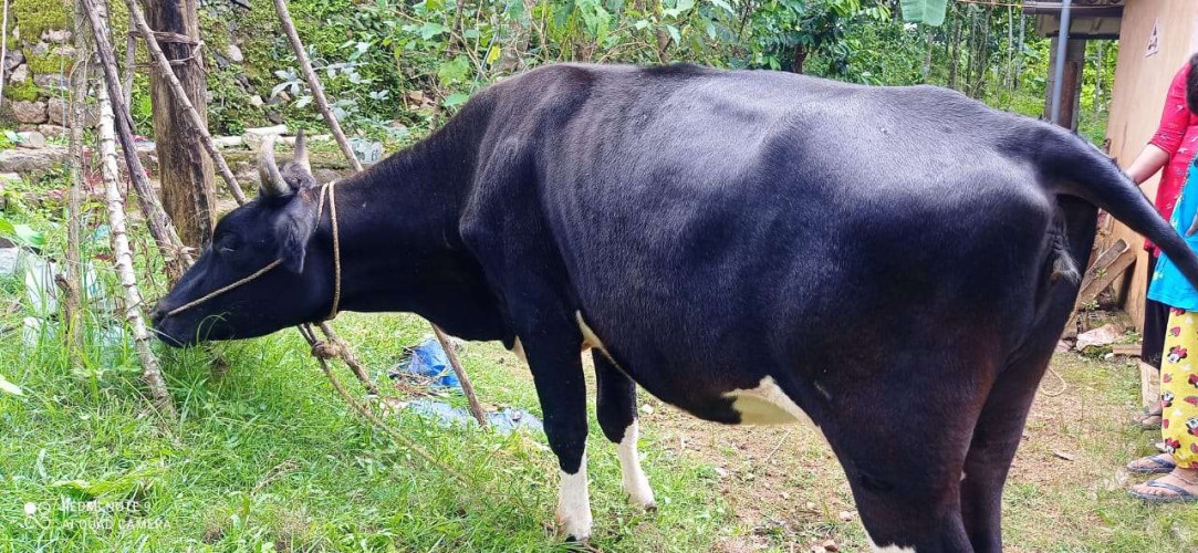 COW For SALE