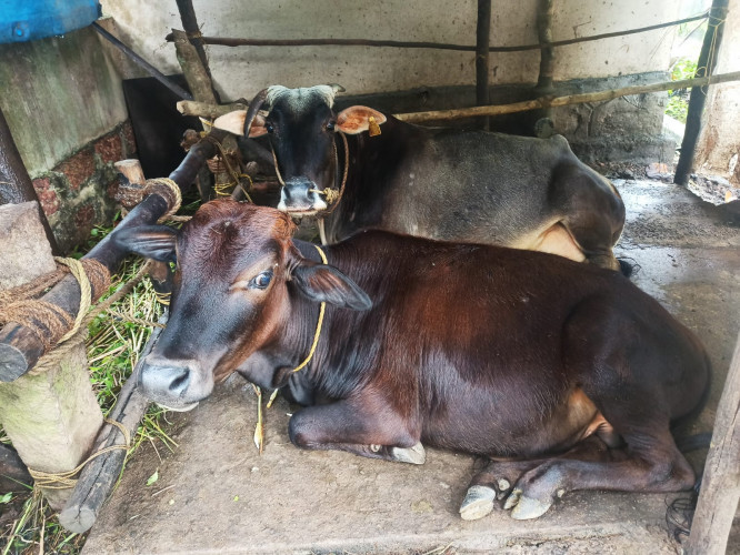 Vechoor Bull