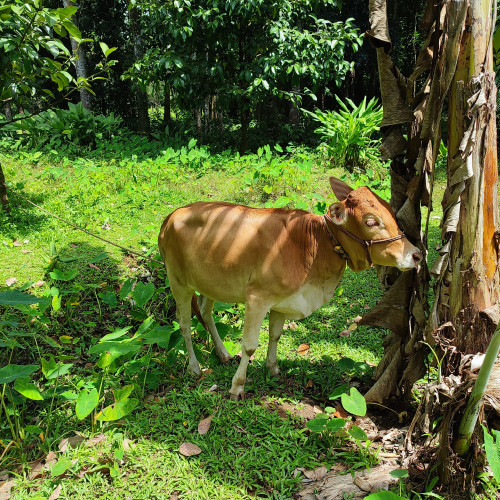Vachoor cow