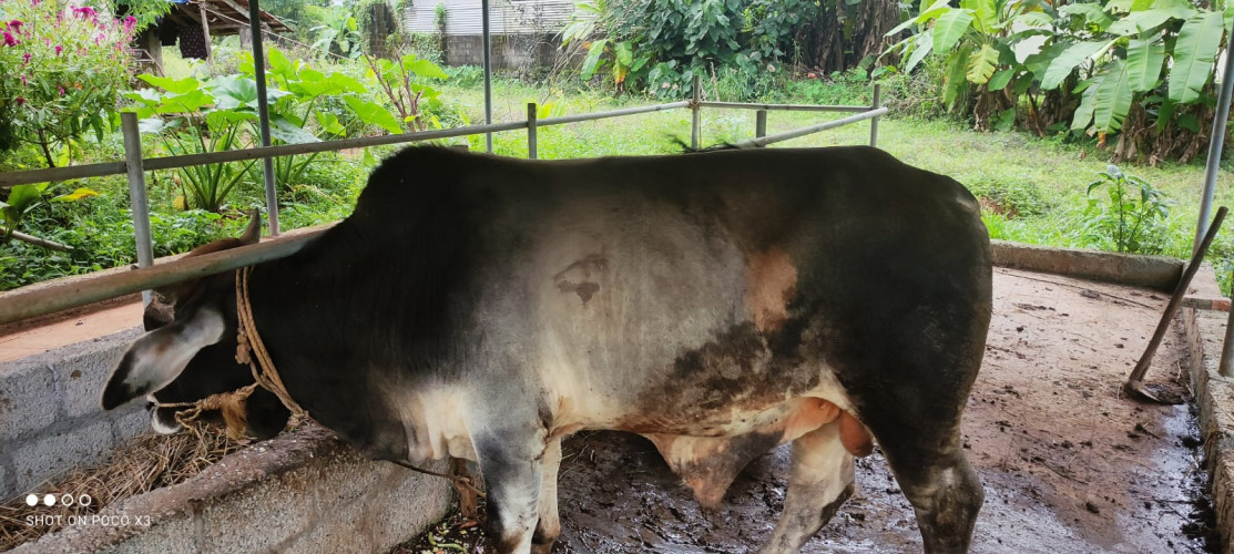 Bull for sale