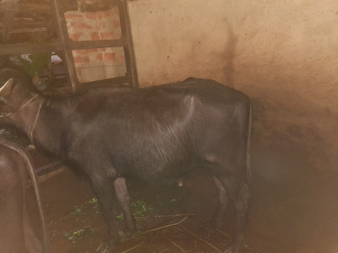 Brahmagiri  buffalo