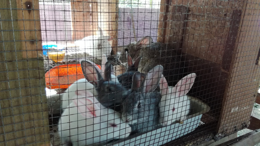 RABBITS FOR SALE