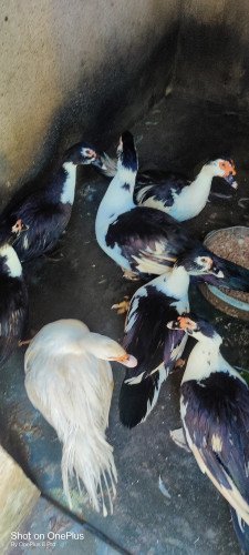 Vatha duck for sale