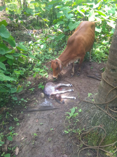 Vechur cow and calf