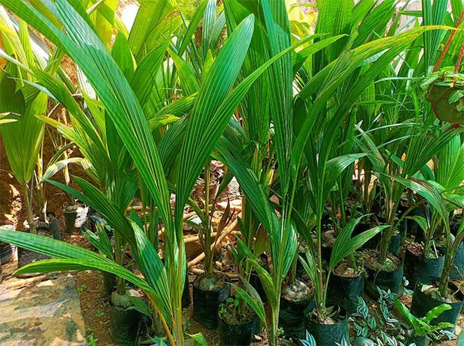 hybrid coconut seedlings for sale Iritty, Kannur| dwarf coconut ...