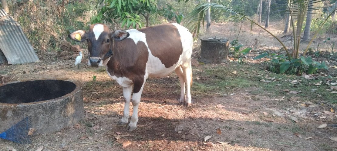 Cow for sale