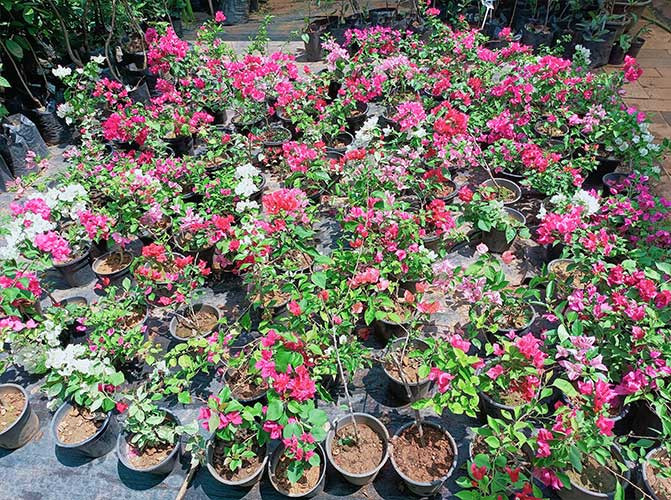 Bougainvillea