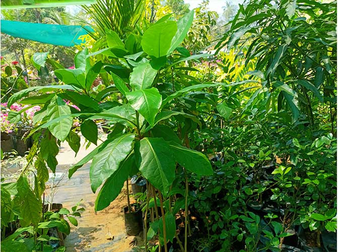 Badam Plants