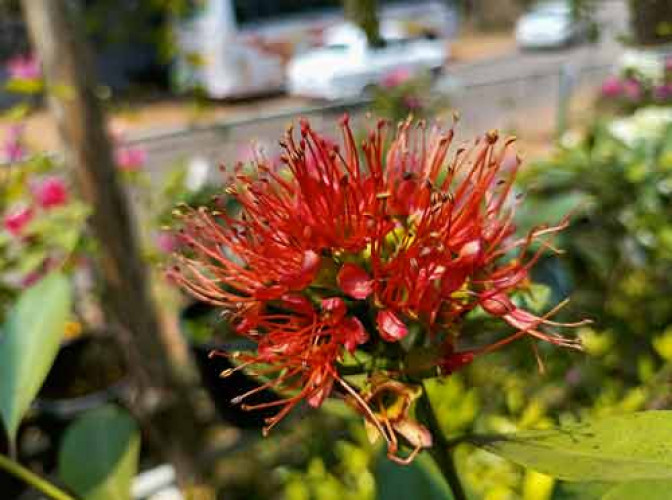 Flower plants