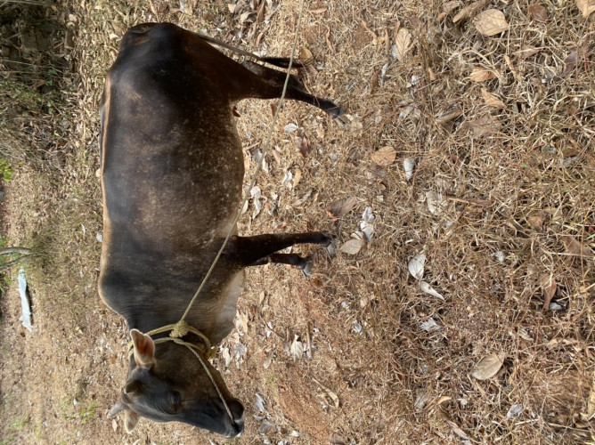 Kasargode kullan breed cow