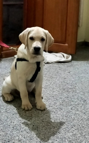 Labrador retriever