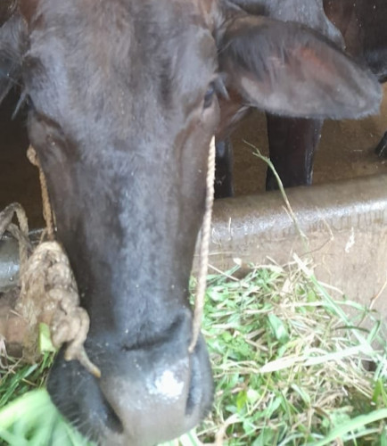 Cow