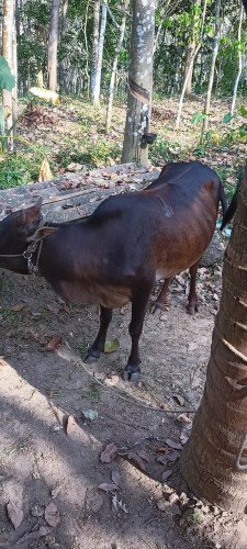 Cow selling