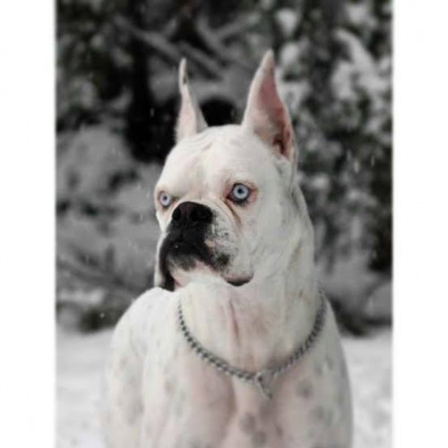 Boxer female puppys