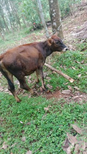 Cow for sale