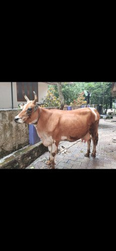 HF Cow For Sale