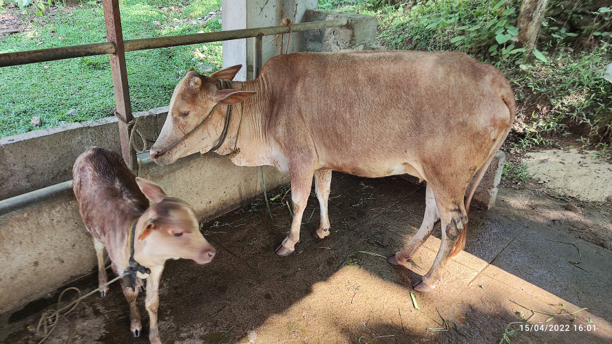 Cow for sale