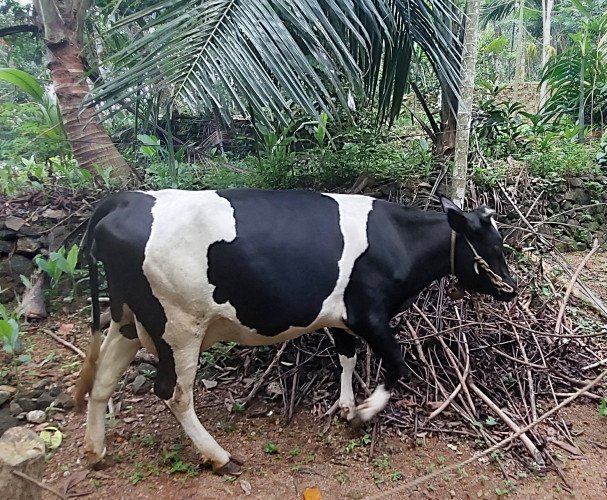 എട്ടു മാസം ചെനയുള്ള  കടിഞ്ഞൂൽ HF പശു വില്പനക്ക്