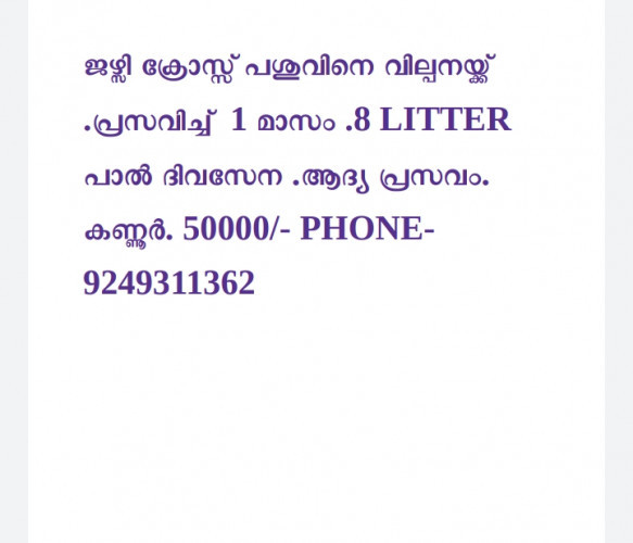 ജേഴ്സി