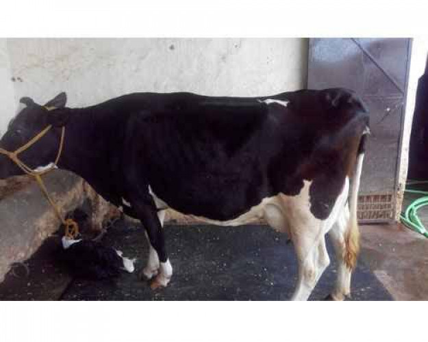 HF cow