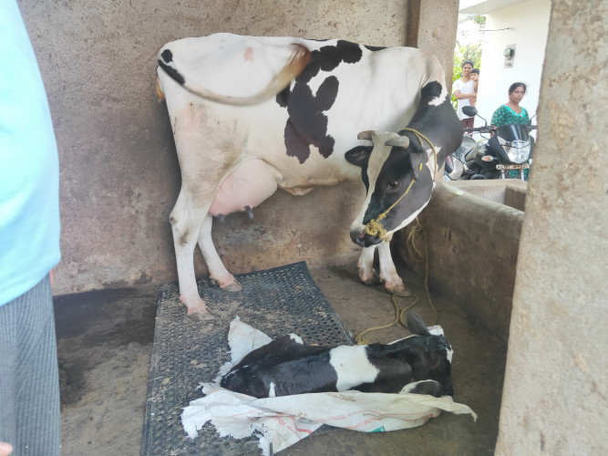 Cow & heifer