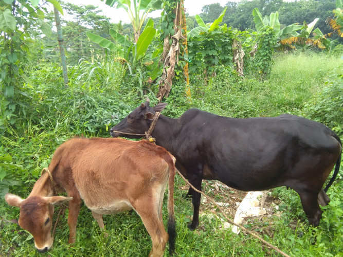 Vechur cow + 1yr 3month vechur cow