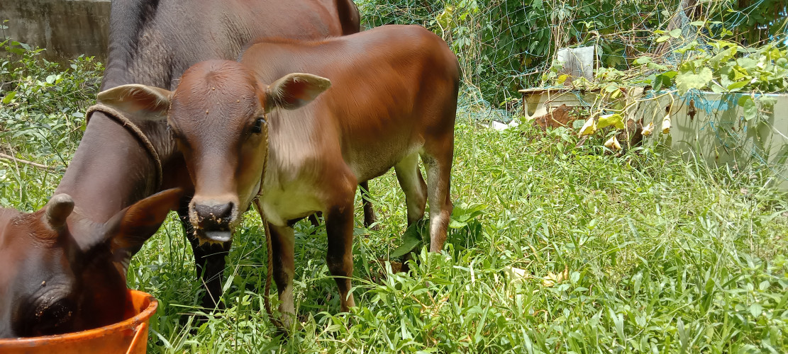 vechur cow