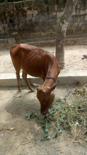 VECHUR COW