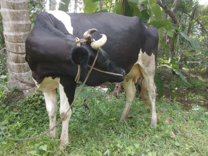 Cow for sale