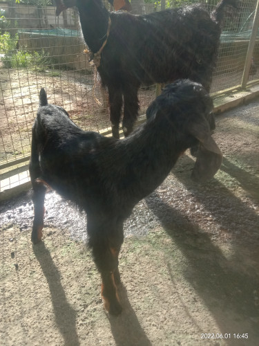 Malabari goat