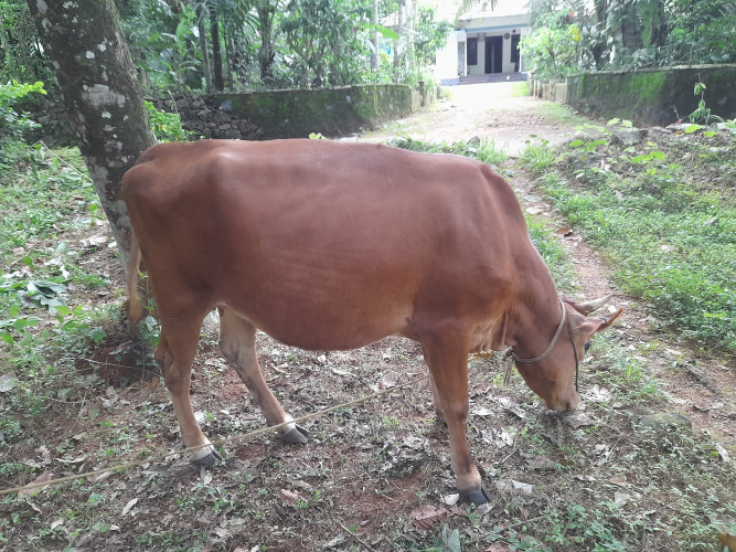 Jersey cow