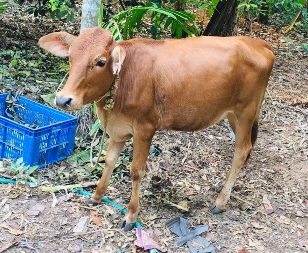 16 MONTHS JURSY COW/CALF for sale at VAPPALASSERY, NEDUMBASSERY ...