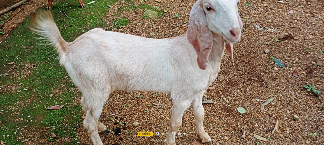 Beetle goat