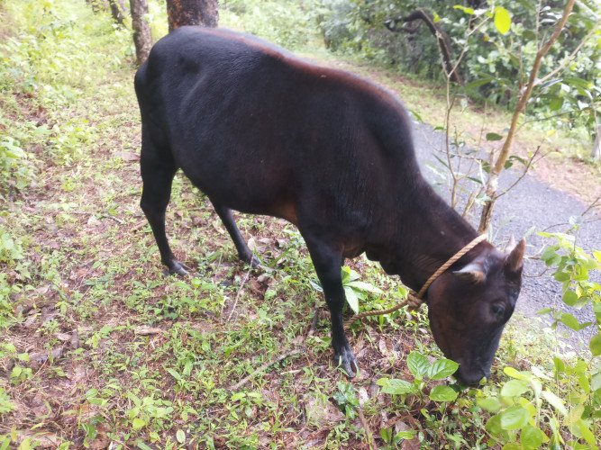 Kasaragod dwarf cow for sale