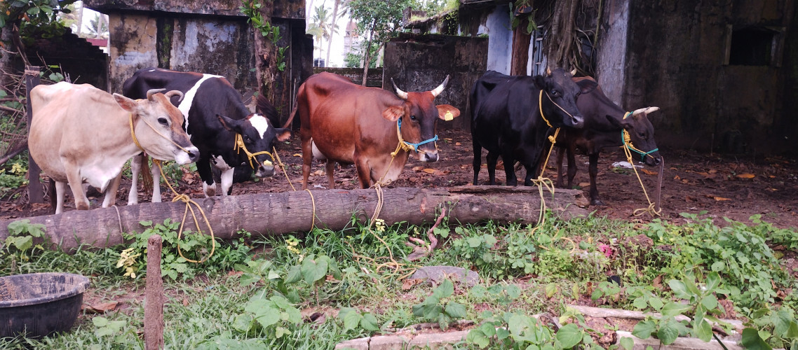Cows for sale