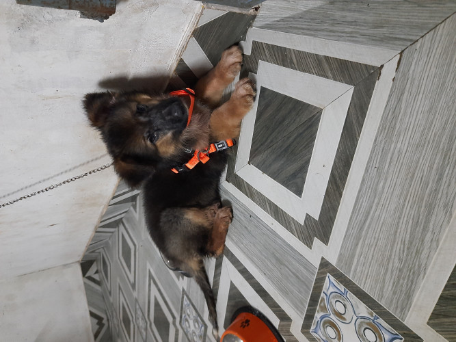 German shepherd