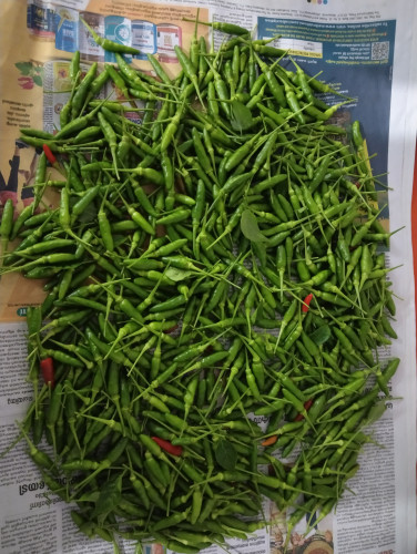 Kanthari mulake krishi