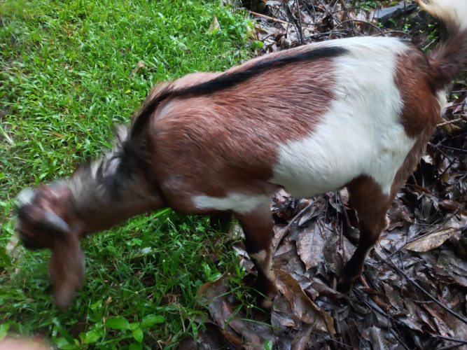 Goat for sale