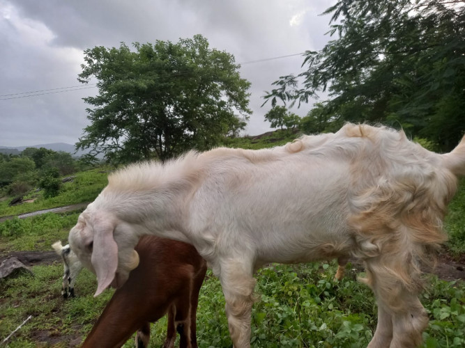 Goat for sale