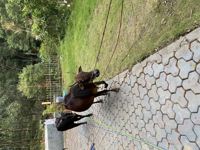 Vechur cattle