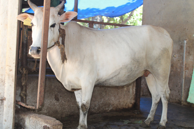 Vechoor pashu