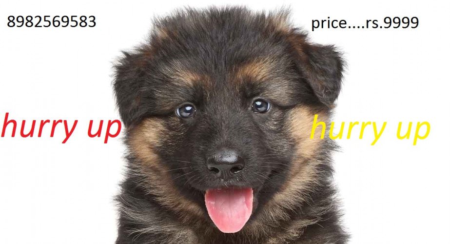 german shepherd puppies for sale in mahu indore 7987036124