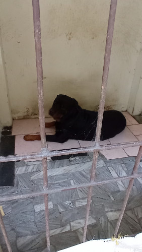 Rotweiler male