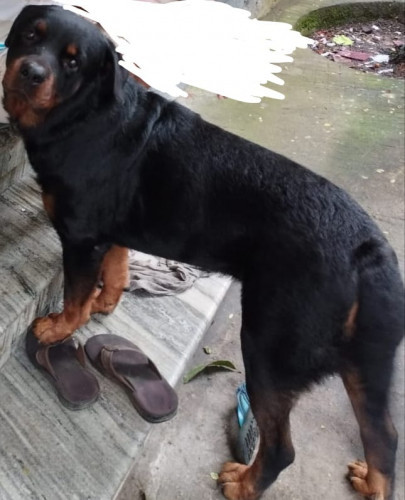 Rottweiler male