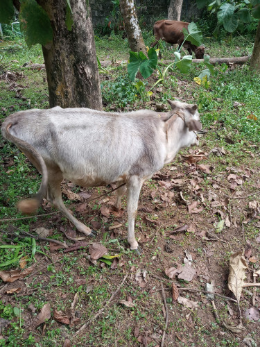 Vechoor Bull