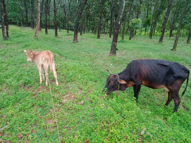Vechoor cow