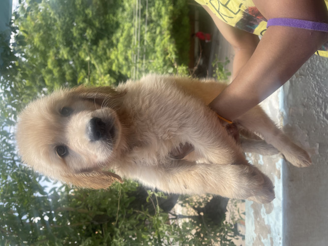 Golden retriever