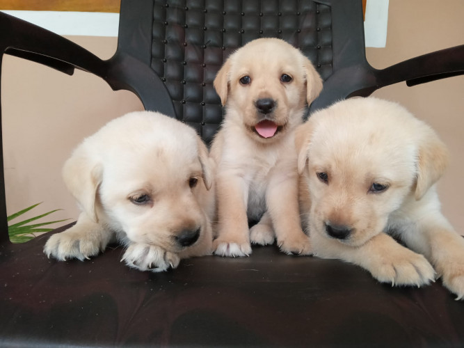 Labrador Retriever