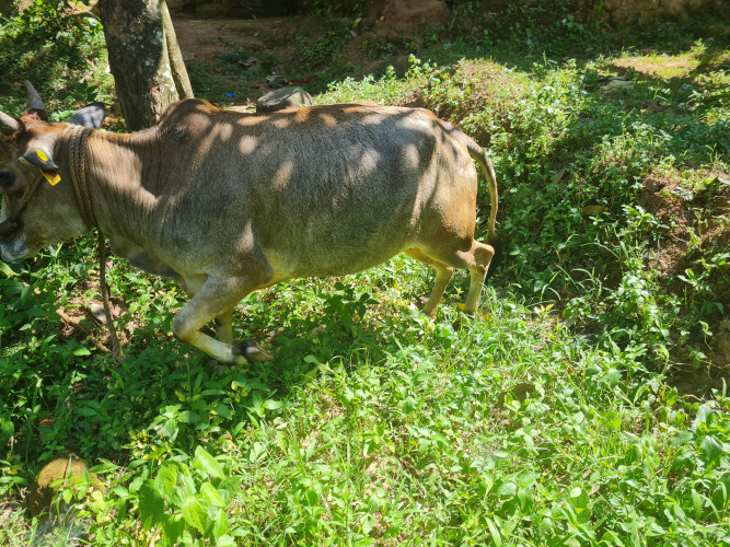 Vechoor pashu