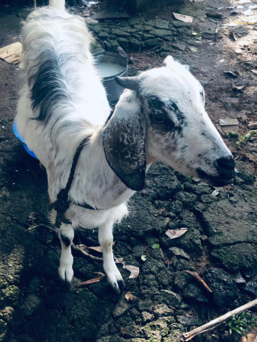 Malabari goat